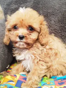 Cavapoo - Barack