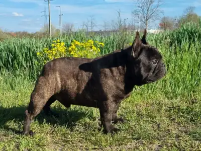 French Bulldog - Hamilton