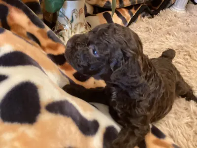 Romagna Water Dog - Betyár A Wuuff Segítségével Gazdira Talált