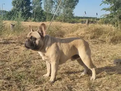 French Bulldog - Sancho