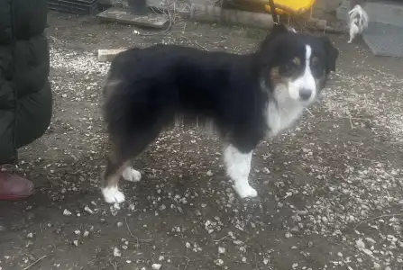 Australian Shepherd - Black Tri Kan/ Male Nbt