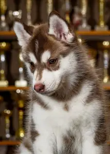 Siberian Husky - Saint Michael Island Whos The Drama Queen 