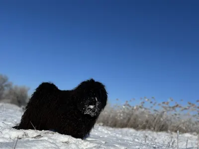 Puli - Tincses-kincsem Lagotto & Puli