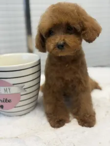 Poodle Toy - Vanda ( Toy/teacup)