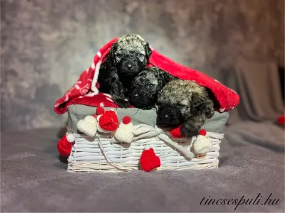 Puli - Tincses-kincsem Lagotto & Puli