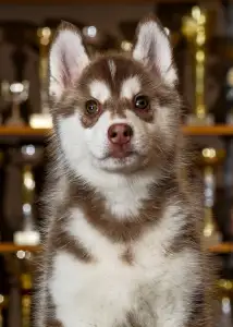 Siberian Husky - Saint Michael Island Whos The Drama Queen 