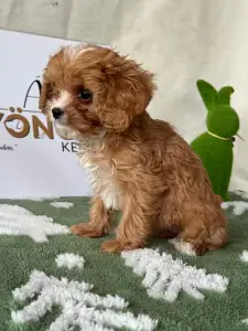 Cavapoo - Nara