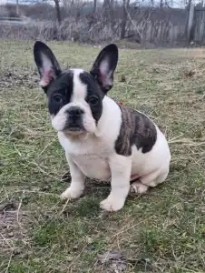 French Bulldog - Ibrahimovic