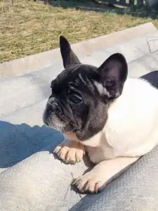 French Bulldog - Imobile