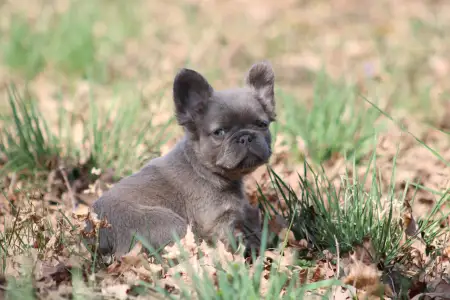 French Bulldog - Unka