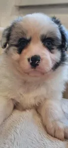 Border Collie - Seychelle