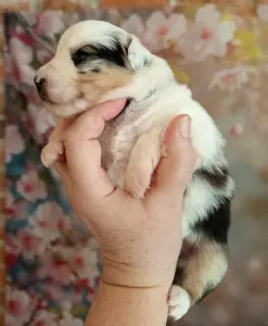 Miniature American Shepherd - Tweedy-Foglalt