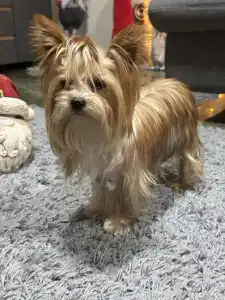 Biewer Terrier - Brownie