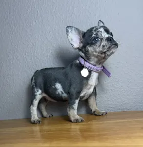 French Bulldog - Anna 