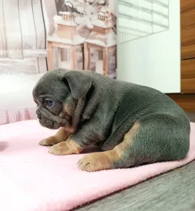 French Bulldog - Amy