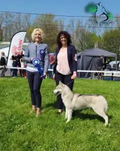 Siberian Husky - Polar Moonlights Szibériai Husky Kennel