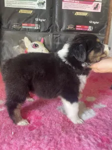 Australian Shepherd - Black Tri Kan/ Male Nbt