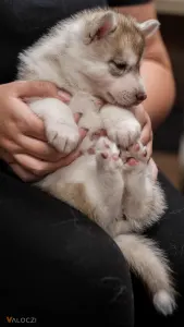 Siberian Husky - Saint Michael Island Szibériai Husky Kennel