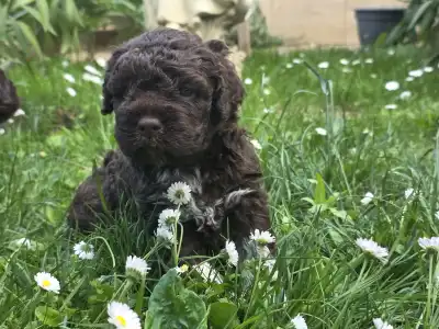Romagna Water Dog - Aliszia Gazdára Talált