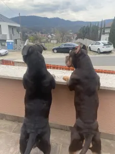 American Bully - Classic - Bullberry Kennel