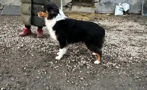 Australian Shepherd - Black Tri Kan/ Male Nbt