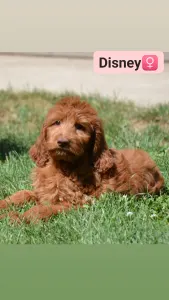 Goldendoodle - Disney