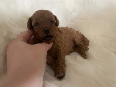 Poodle Miniature - Pandora