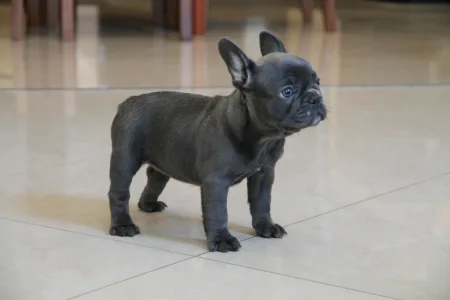 Francia bulldog - Bella