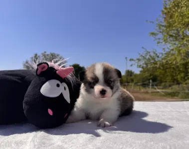Pembroke Welsh Corgi - Cornelius
