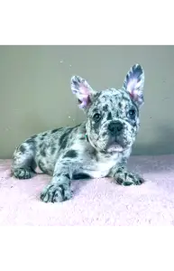 Francia bulldog - Astor 
