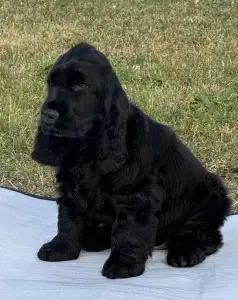 English Cocker Spaniel - Jack