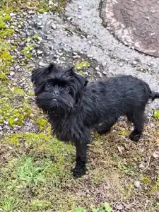 Affenpinscher - Aster