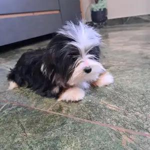 Biewer Terrier - Duke