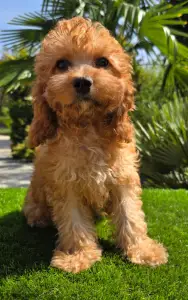 Cavapoo - Mike