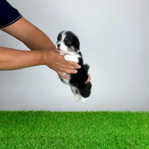 Welsh Corgi Pembroke - Enocy