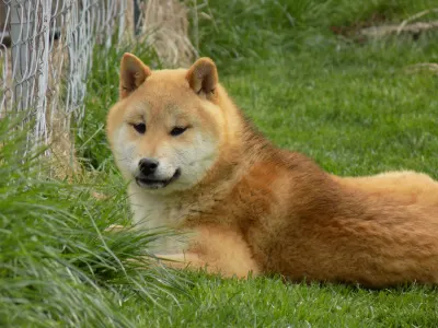 Shiba - Bosco