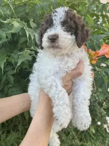 Lagotto Romagnolo - Big Nose Kate