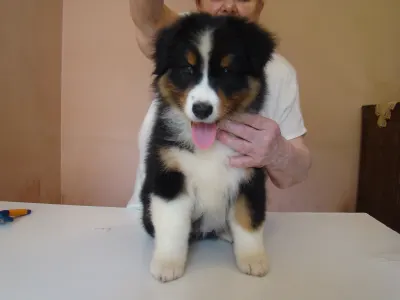 Australian Shepherd - Micike