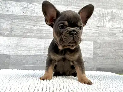 Francia bulldog - Luna