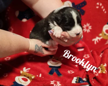 Border Collie - Brooklyn