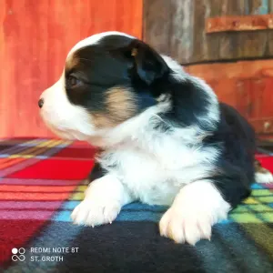 Miniature American Shepherd - Armageddon