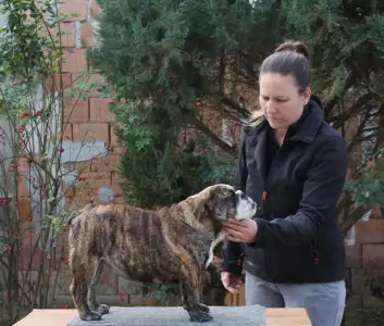 Английский бульдог - Candy