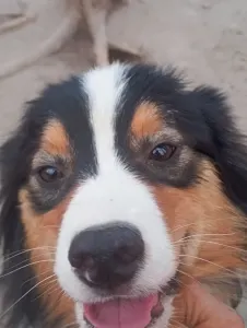 Ausztrál juhászkutya - Dailos Cadbury