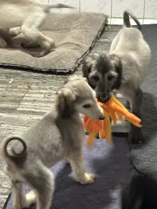 Afghan Hound - Xanum