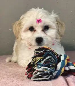Maltipoo - Mila