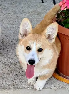 Pembroke Welsh Corgi - Charlotte