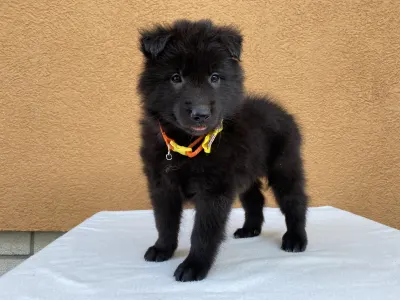Belga juhászkutya - Gerőcsvári Black Diamond Hetty