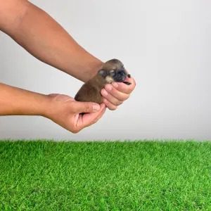 Pomeranian - Rixi