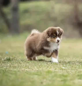 Miniature American Shepherd - Once In A Dream Mini’s Booster Zuma