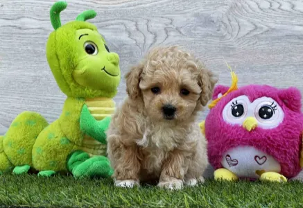 Maltipoo - Pixi
